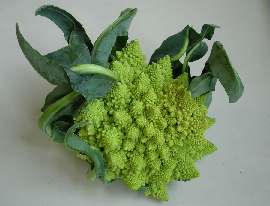 Brassicaceae Brassica oleracea