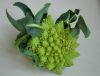 image of Brassica oleracea