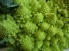 image of Brassica oleracea
