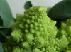 image of Brassica oleracea