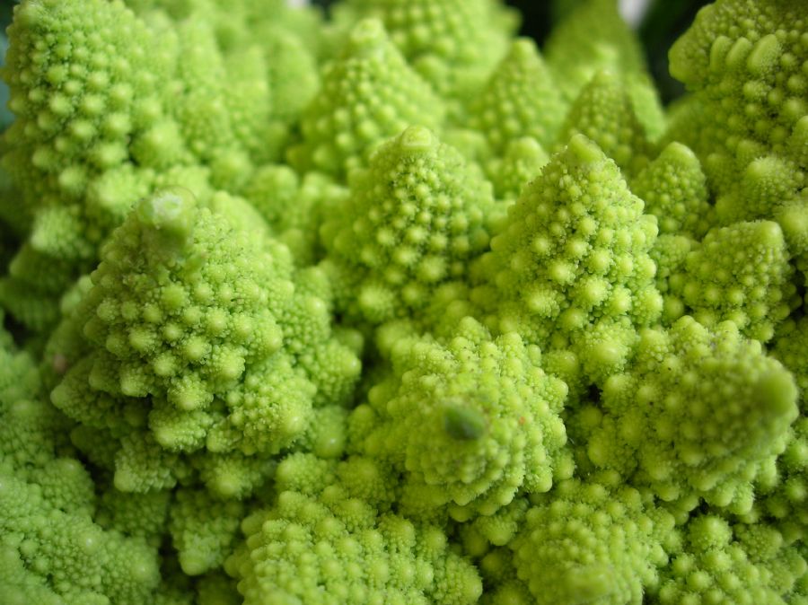 Brassicaceae Brassica oleracea