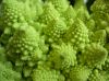 image of Brassica oleracea