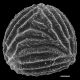 image of Anemia mohriana