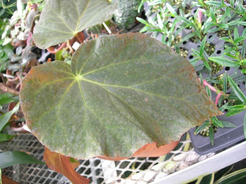Begoniaceae Begonia pavonina