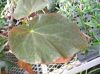 image of Begonia pavonina