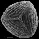 image of Anemia elaphoglossoides