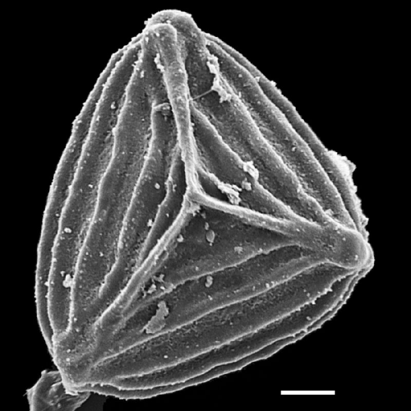 Anemiaceae Anemia myrsseniae