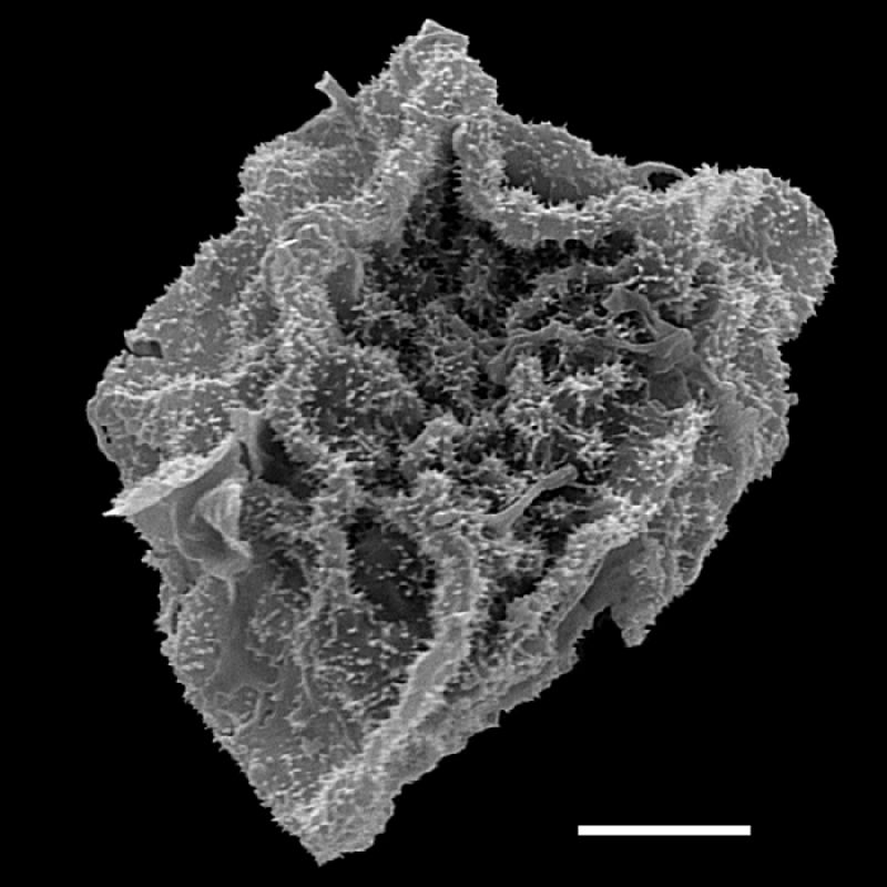 Dryopteridaceae Cyclodium trianae