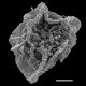 image of Cyclodium trianae
