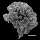 image of Didymochlaena truncatula