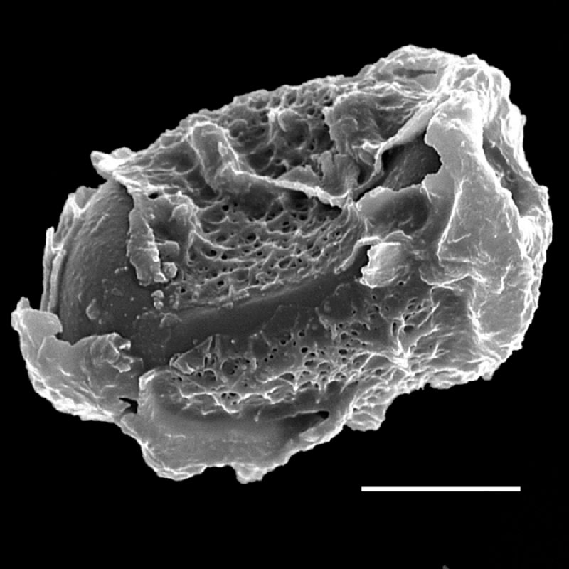Hypodematiaceae Didymochlaena truncatula