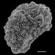 image of Dryopteris wallichiana