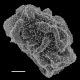 image of Dryopteris wallichiana