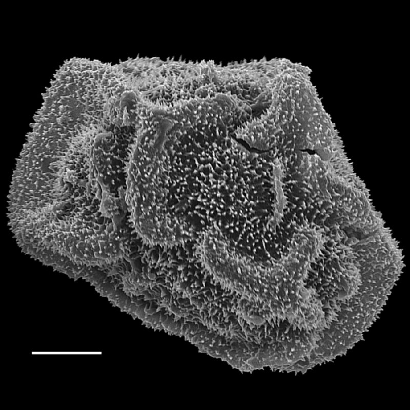 Dryopteridaceae Polybotrya semipinnata