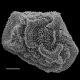 image of Polybotrya semipinnata