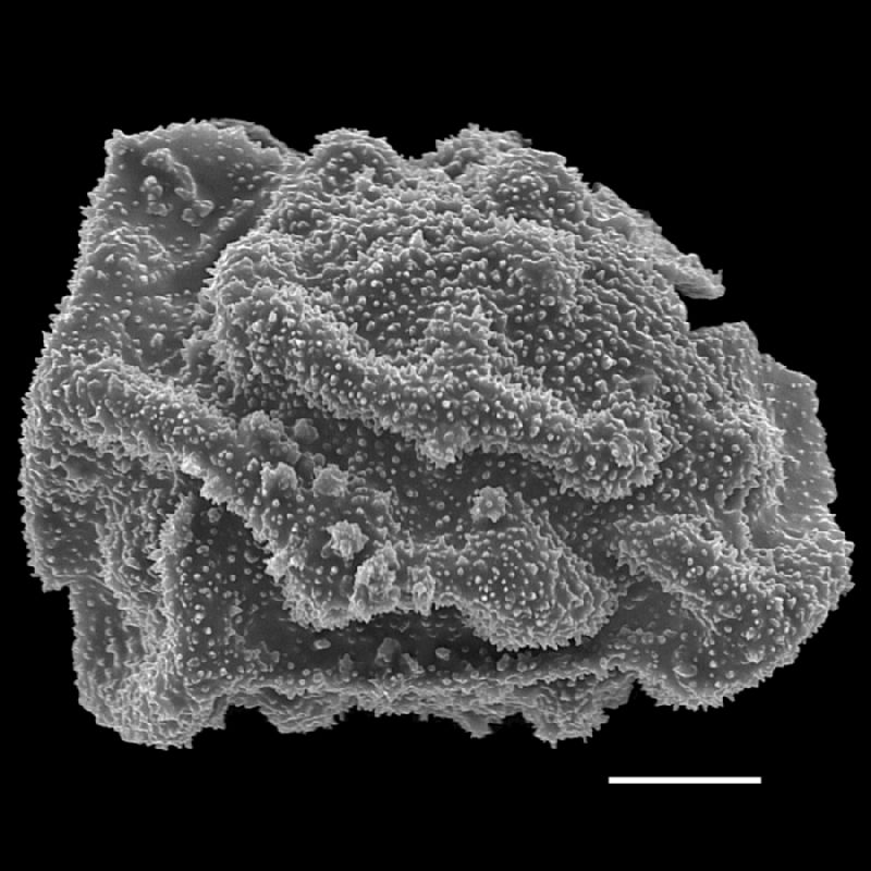 Dryopteridaceae Polybotrya semipinnata