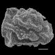 image of Polybotrya semipinnata