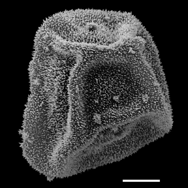 Dryopteridaceae Polybotrya osumundacea