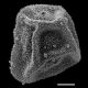 image of Polybotrya osumundacea
