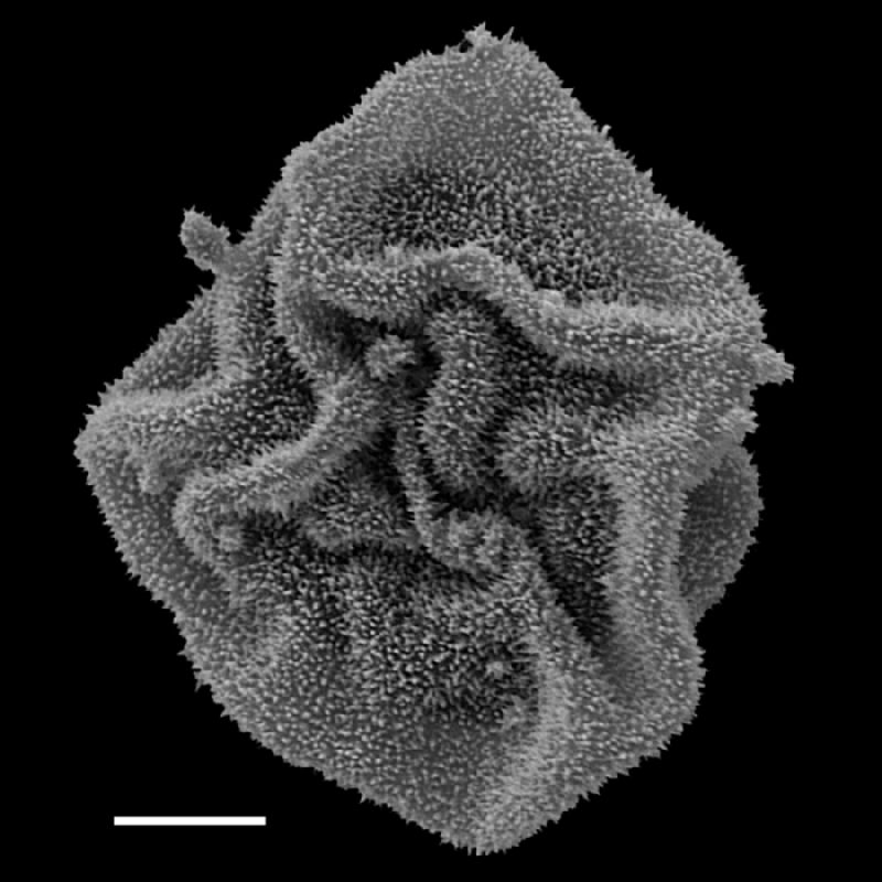 Dryopteridaceae Polybotrya osumundacea