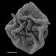 image of Polybotrya osumundacea