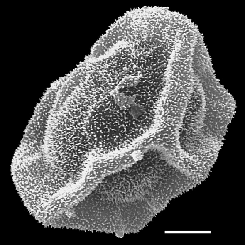 Dryopteridaceae Polybotrya polybotryoides