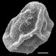 image of Polybotrya polybotryoides