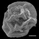 image of Polybotrya polybotryoides
