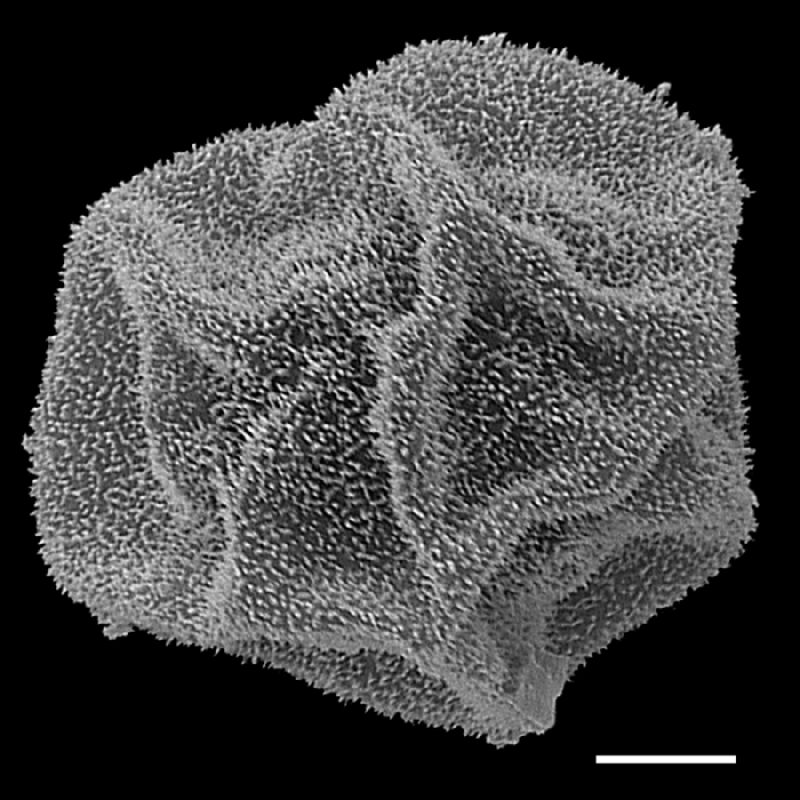 Dryopteridaceae Polybotrya polybotryoides