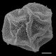 image of Polybotrya polybotryoides