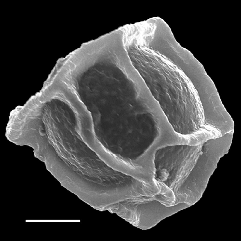 Dryopteridaceae Stigmatopteris heterophlebia