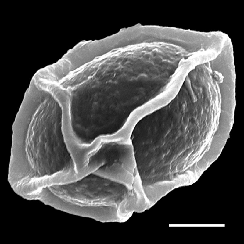 Dryopteridaceae Stigmatopteris heterophlebia