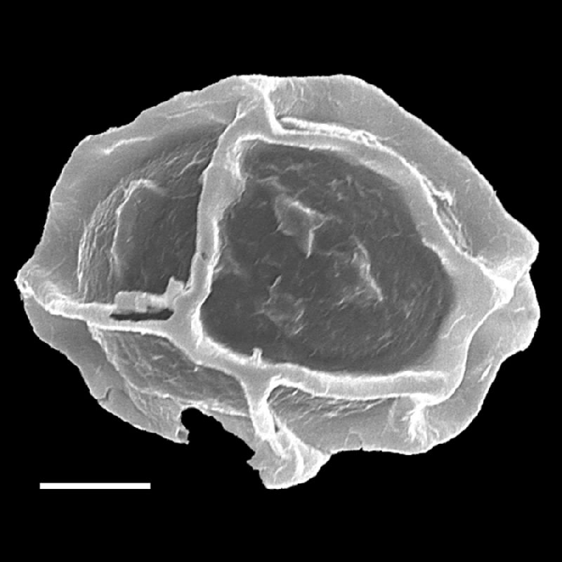 Dryopteridaceae Stigmatopteris heterophlebia