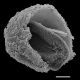 image of Sadleria pallida