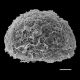 image of Sadleria pallida