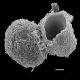 image of Sadleria pallida