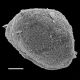 image of Sadleria souleytiana