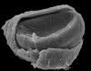 image of Sadleria souleytiana