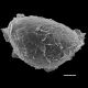 image of Sadleria souleytiana