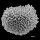 image of Sadleria squarrosa