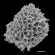 image of Sadleria squarrosa