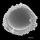 image of Sadleria squarrosa