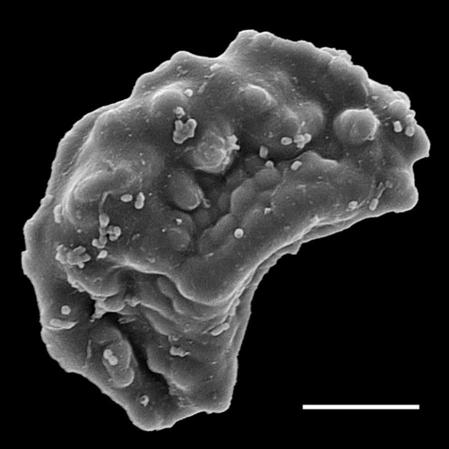 Blechnaceae Stenochlaena milnei