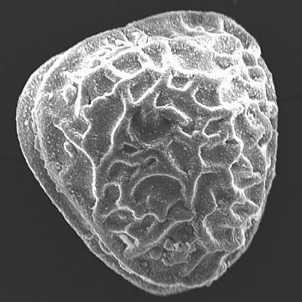 Pteridaceae Anogramma lorentzii