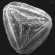 image of Anogramma lorentzii