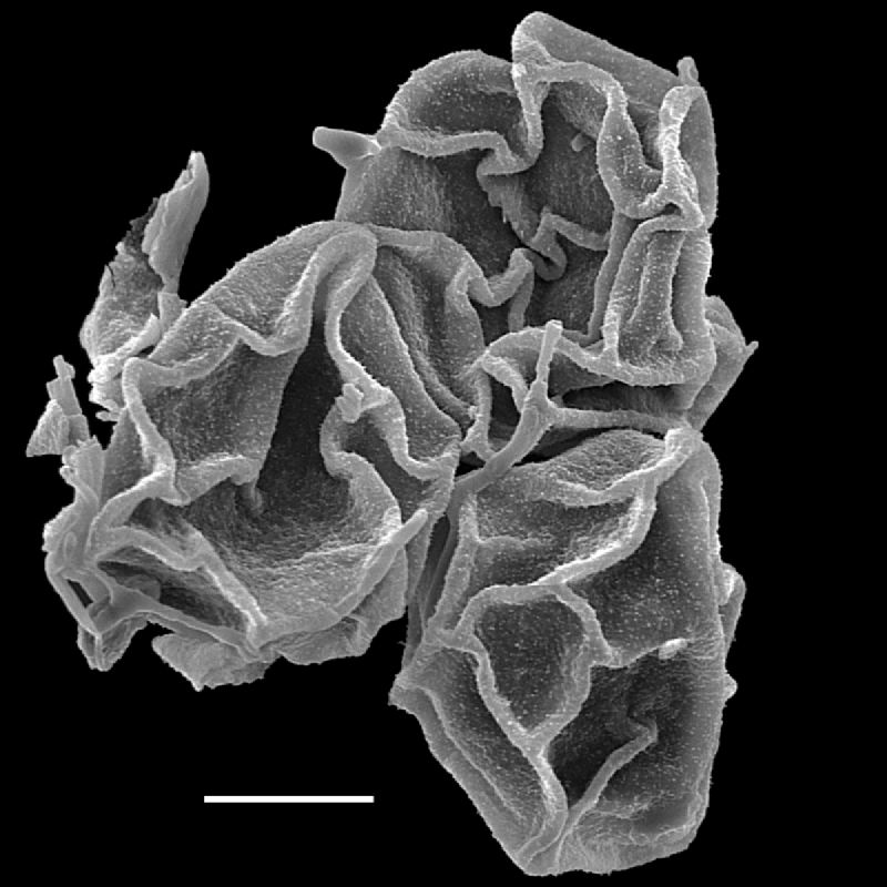 Lomariopsidaceae Bolbitis crispatula
