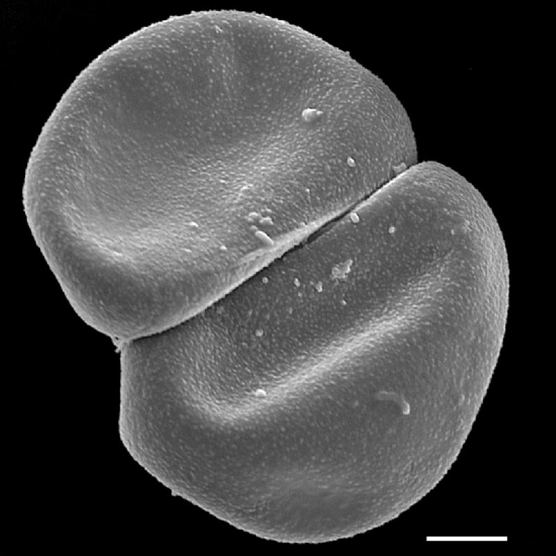 Dryopteridaceae Lomagramma lomarioides