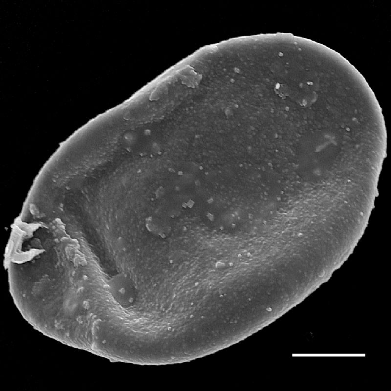 Dryopteridaceae Lomagramma pteroides