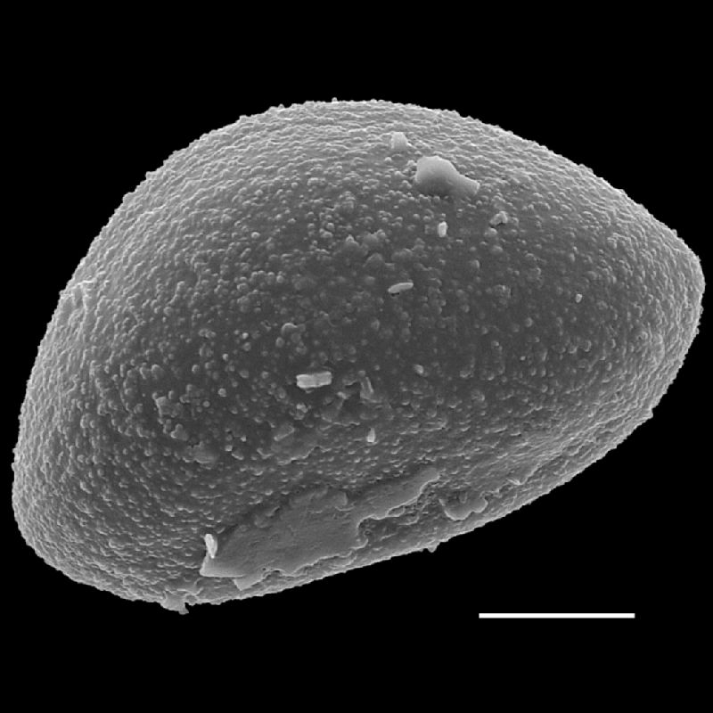 Dryopteridaceae Lomagramma sinuata