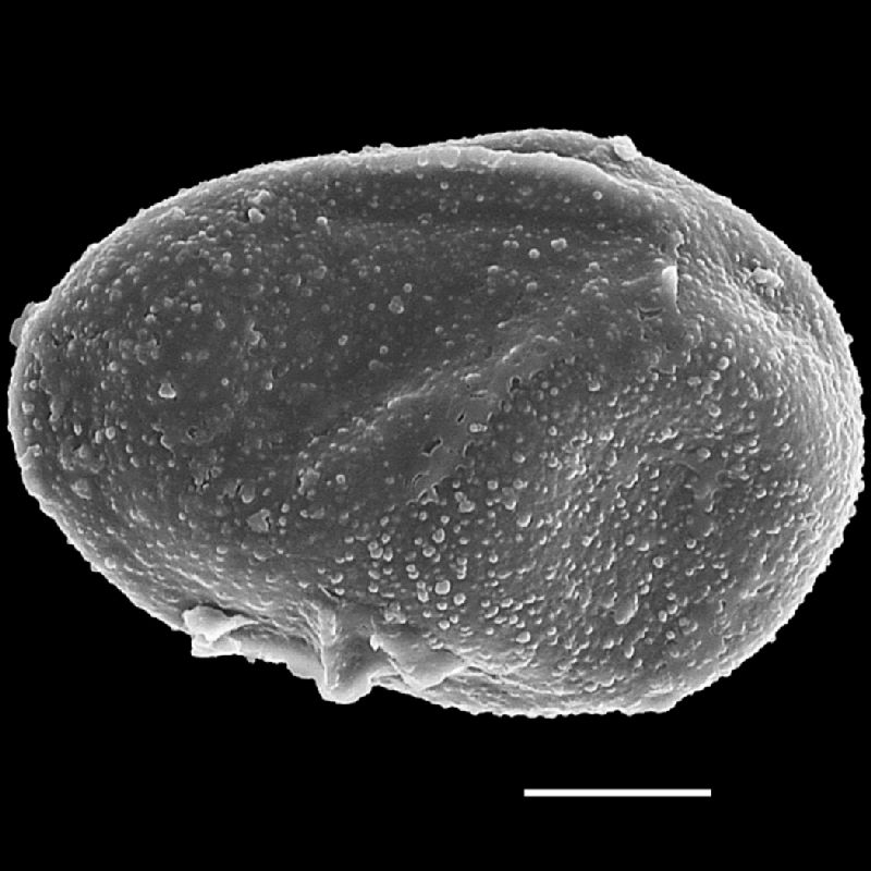 Dryopteridaceae Lomagramma sinuata
